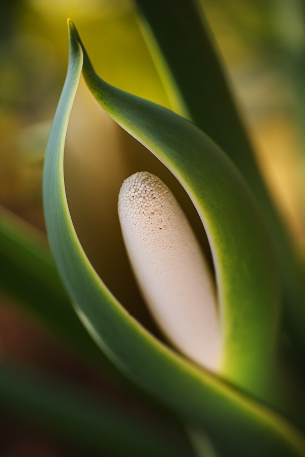Elegant Monstera Deliciosa Fruit by Joy Watson